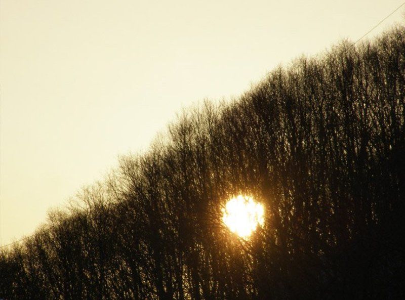 Солнце сквозь деревьяphoto preview