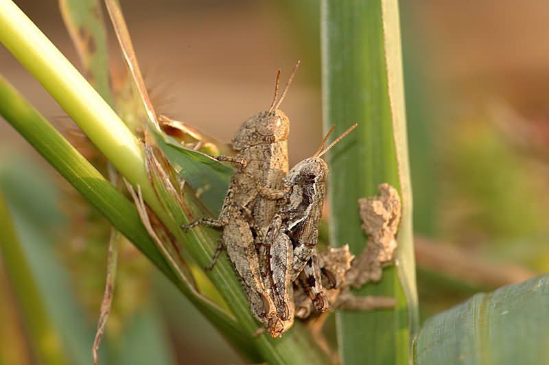 макро, насекомые Кобылкиphoto preview