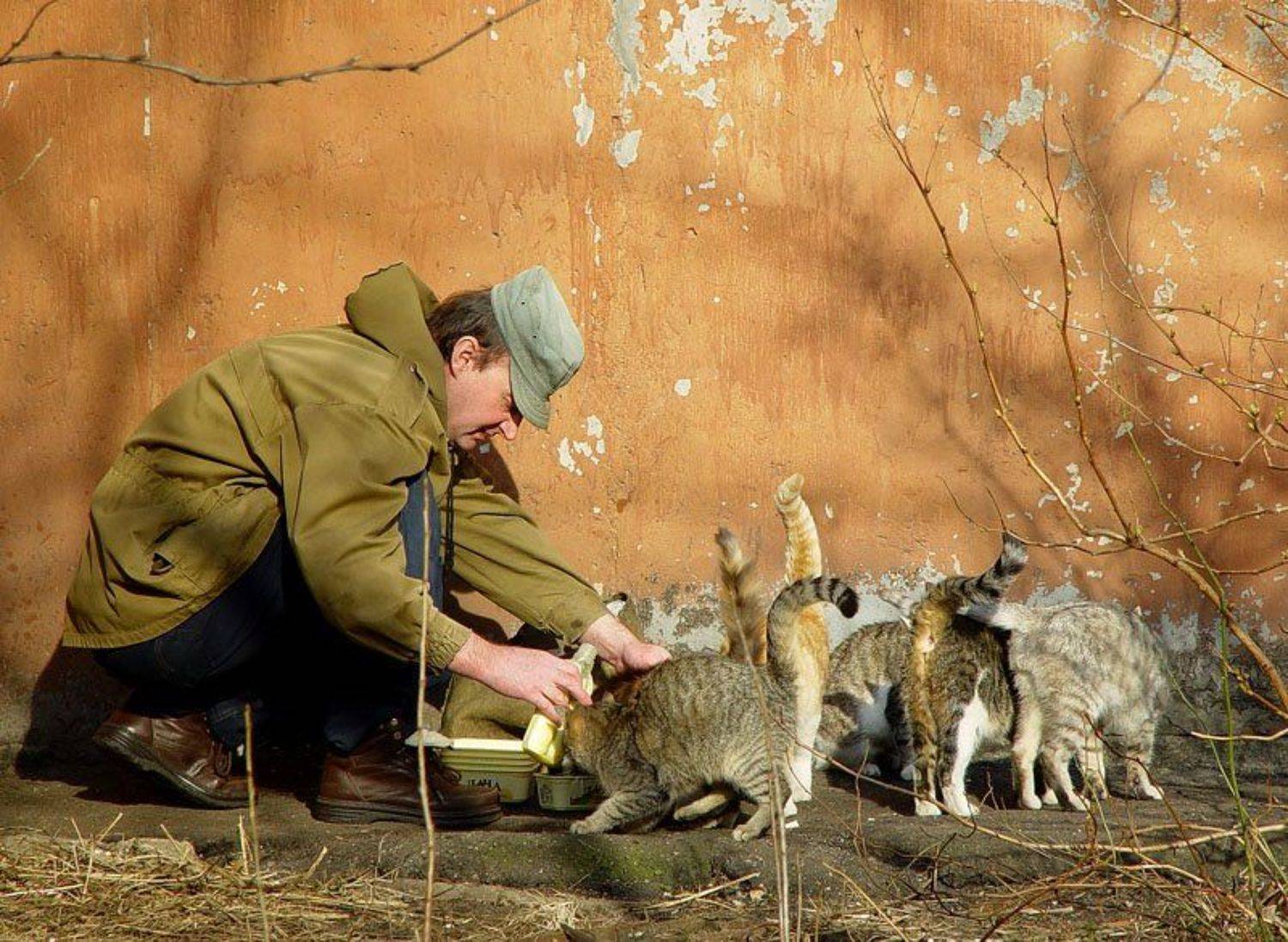 улица, кошки, Racoon