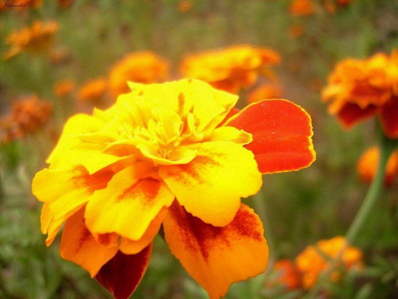 Flower Цветокphoto preview