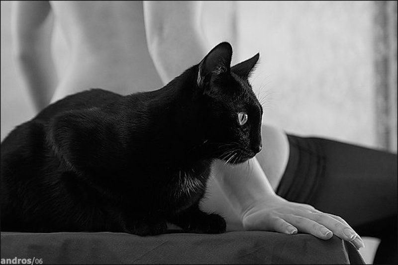 киски, кошки, ню Друзья человекаphoto preview