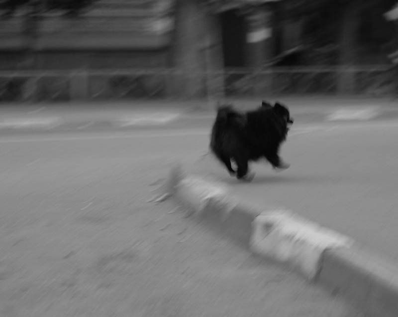 собака photo preview