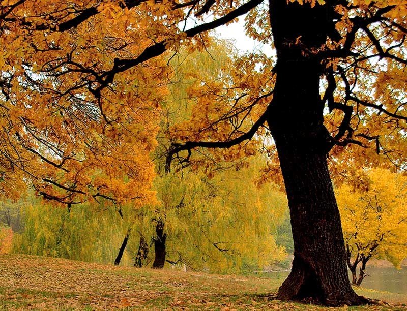 Золотая осеньphoto preview