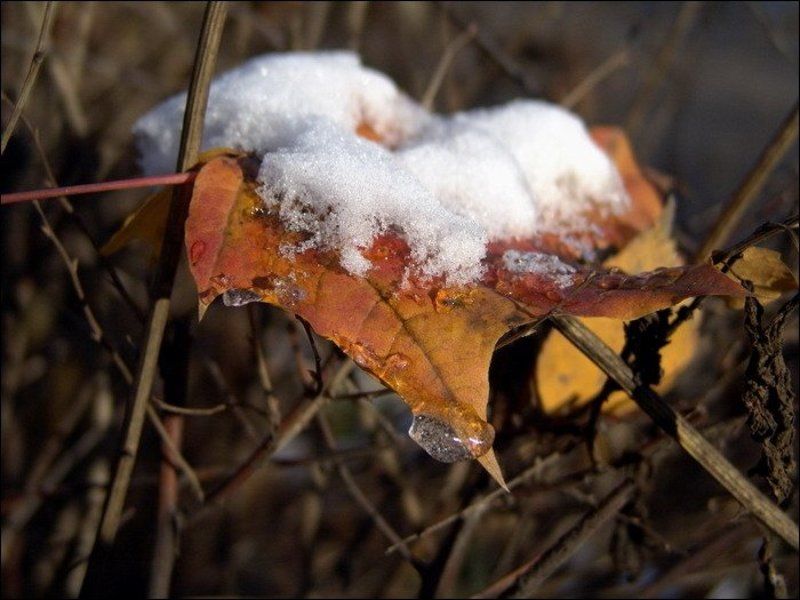 осень, зима, снег, листья Бутербродphoto preview
