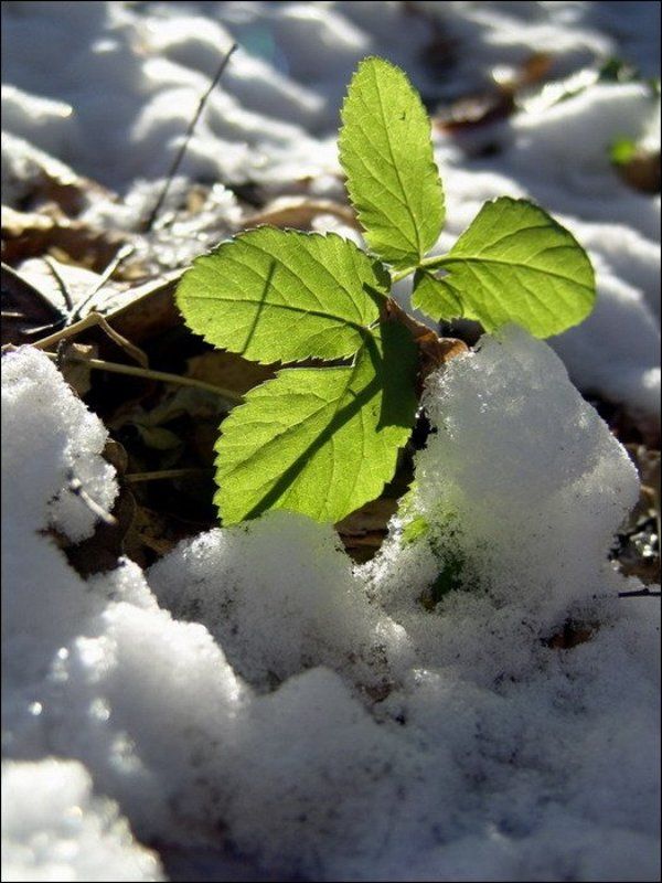 снег, листья, зима Зима, говорите?photo preview