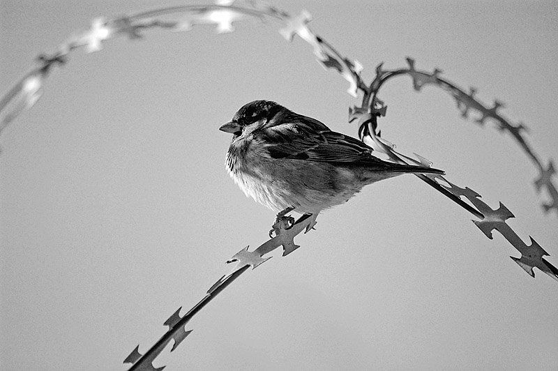 воробей, птица, черно-белое photo preview