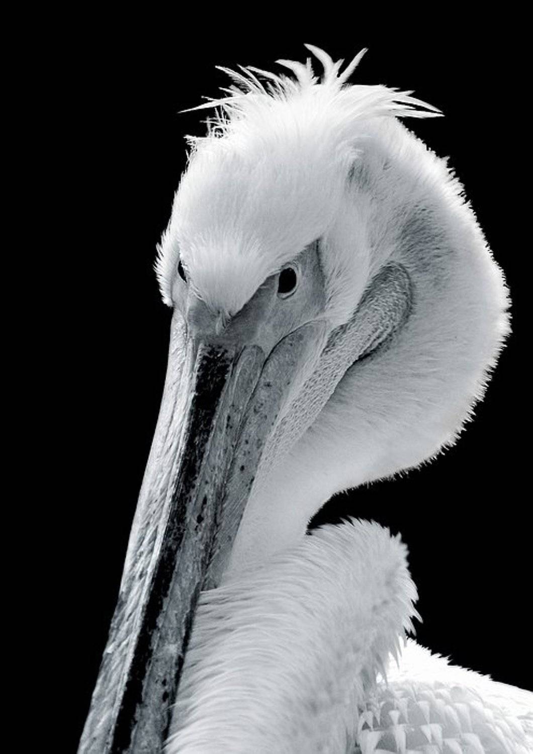 портрет кокетки.... Автор: Марк Пономаренко пеликан, птицы, портрет, животные, Марк Пономаренко