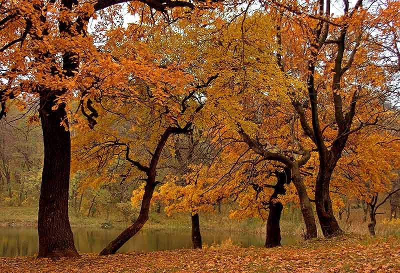 Осенний мармеладphoto preview