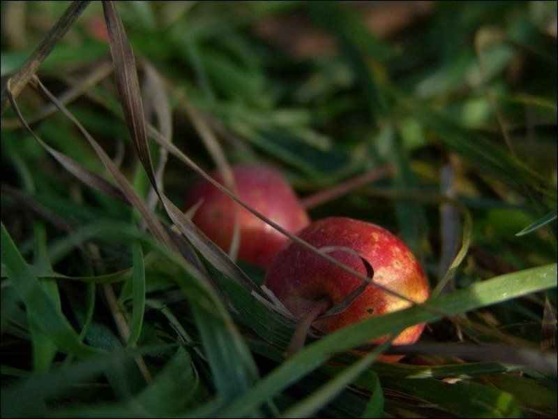 яблоки, осень, свет Тепло...photo preview