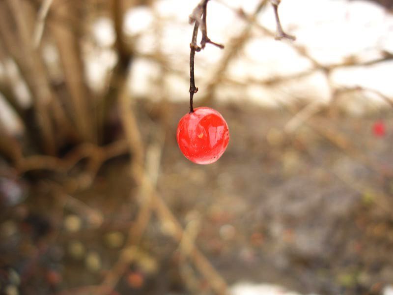 ягодаphoto preview