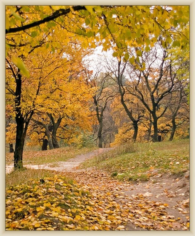 Золотая тропа и зимуphoto preview