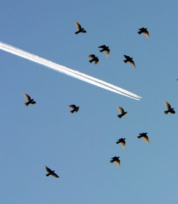 небо полётыphoto preview