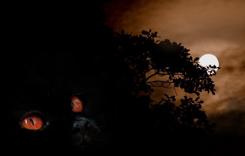 много, мяса, будет, растерзано Идет охота на...photo preview