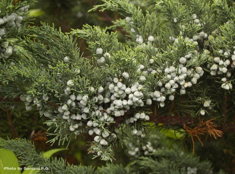 растение Можжевельник?photo preview
