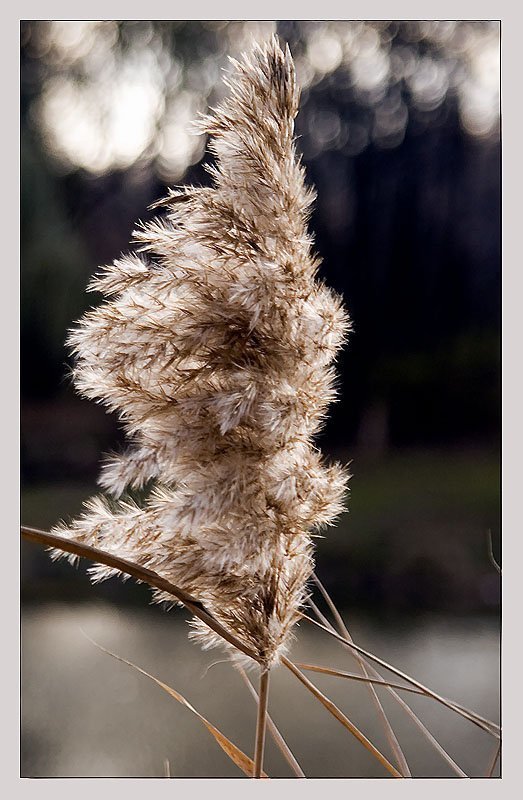 Камышphoto preview