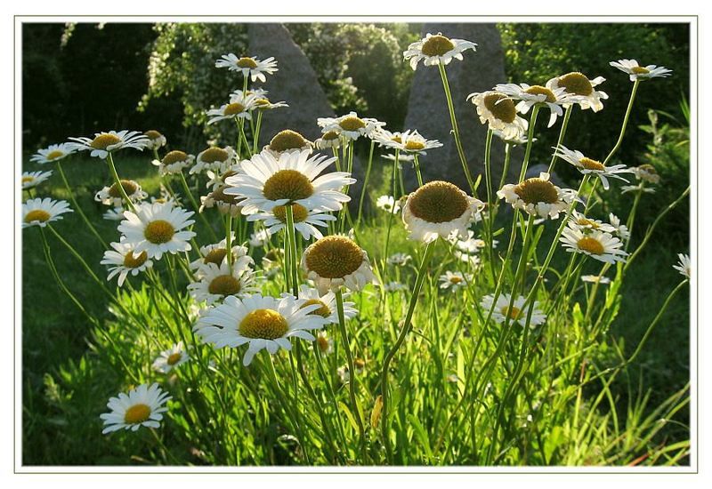 ромашки, лето Фейерверкphoto preview