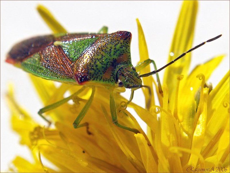 Клоп, макро Ну что Вы дразнитесь... вонючка... вонючка...photo preview