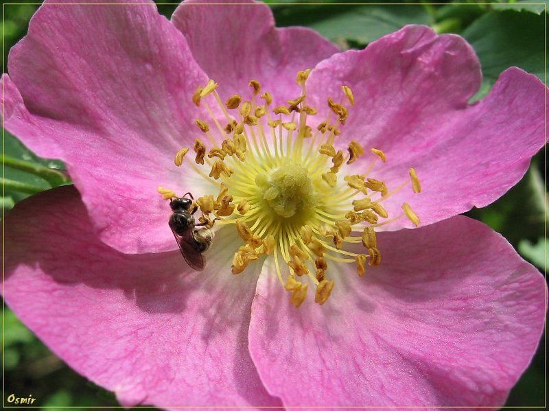 пчела, шиповник, цветок Мюсли для самой маленькойphoto preview