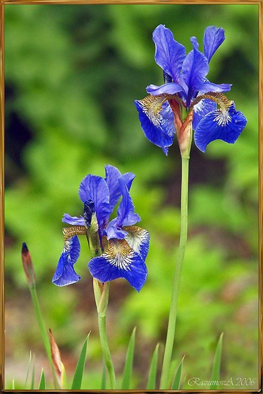 Цветы, Ирисы Яркие краски ушедшего летаphoto preview