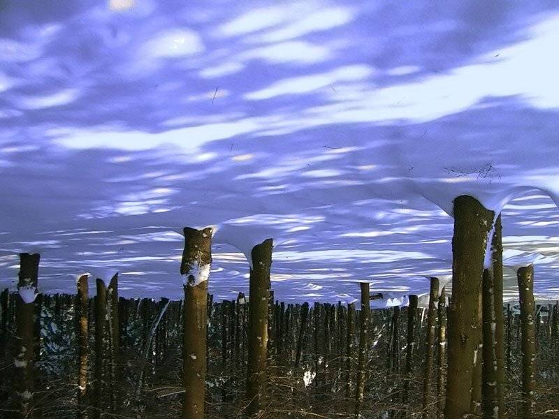 деревья, облака, снег, senjor