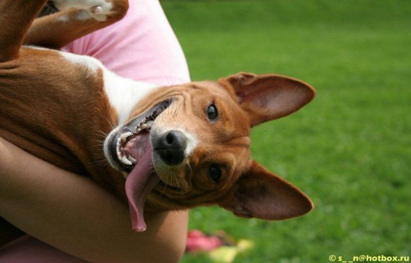 собаки, басенджи, улыбка Улыбочку)photo preview