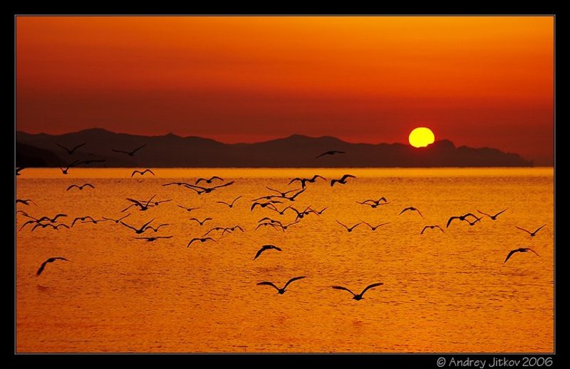 крым, рассвет, солнце, море, чайки, утро, photohunter, Утреннее море чаекphoto preview