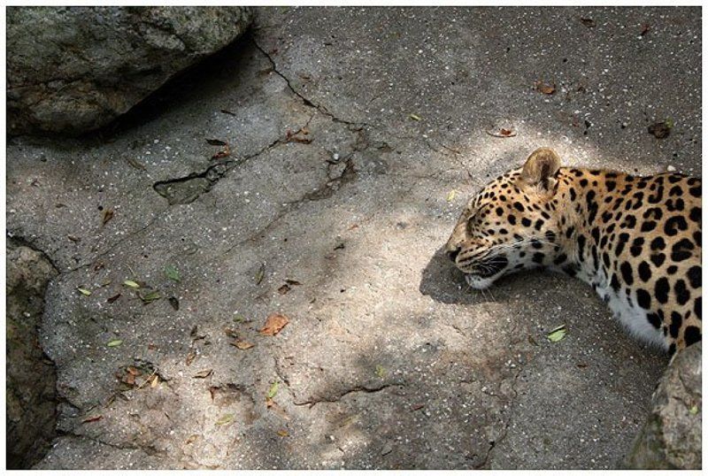 животные ZOOphoto preview