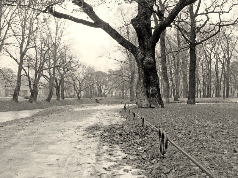 Петербург Таврический  сад В старом паркеphoto preview