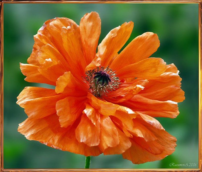 Мак, цветок, Морфей Подарок из сада Морфеяphoto preview