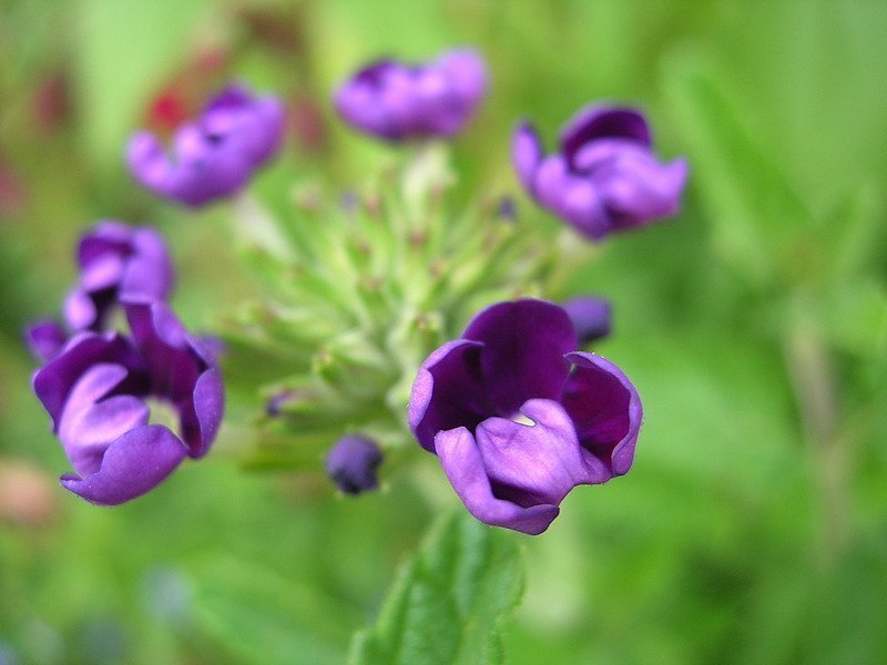 сиреневый, цветочек Яркостьphoto preview