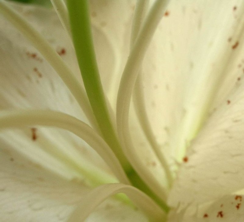 белая, лилия Нежностьphoto preview