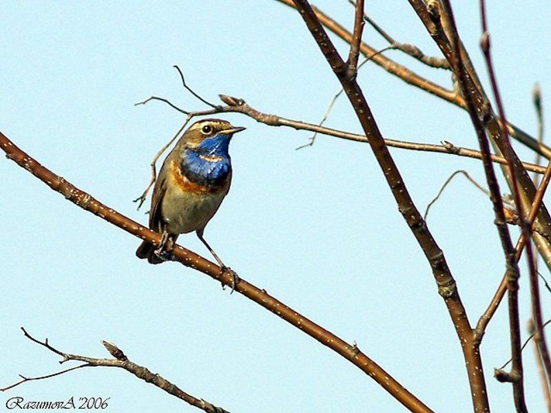 Птица, варакушка, соловей Варакушкаphoto preview