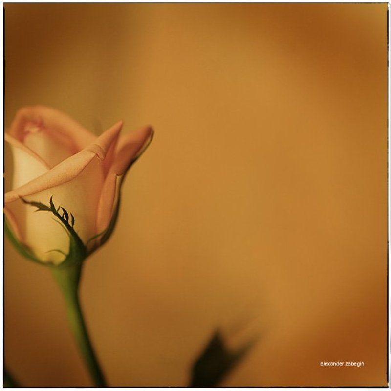 zabegin ***photo preview