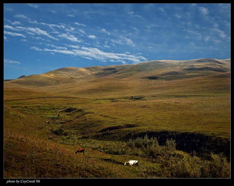 пейзаж, корова Про пейзаж и белую коровуphoto preview