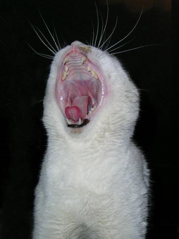 кот, зевает, senjor