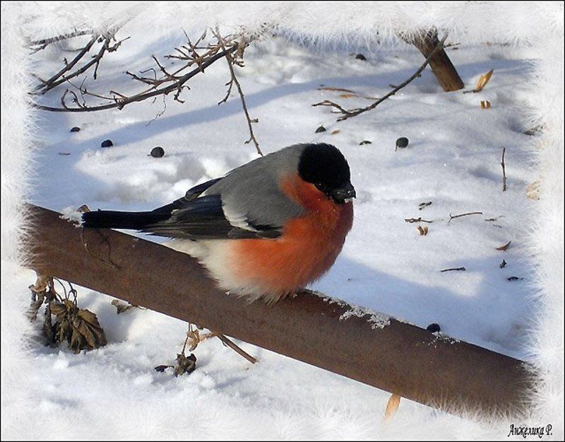 Снегирь, птица Снегирьphoto preview