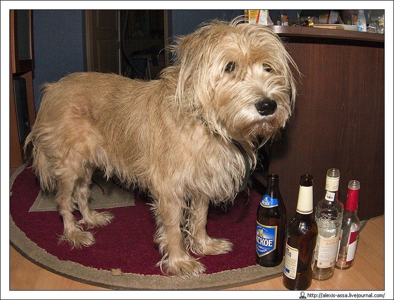 собака, бабака Хозяин, может быть хватит?photo preview