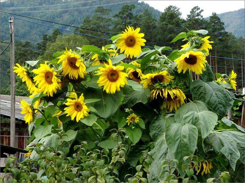 Алтайские подсолнухи photo preview