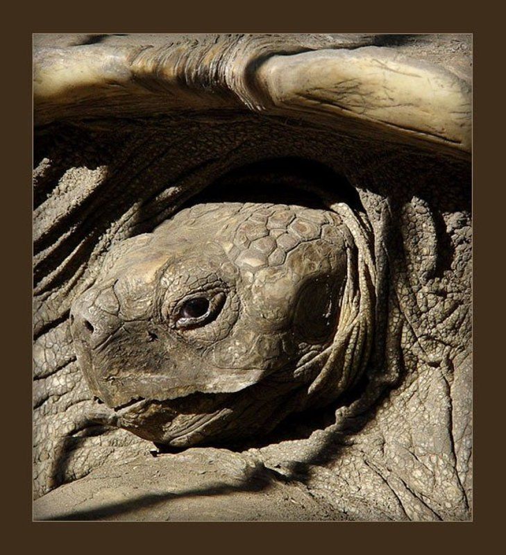 черепашка Тортиллаphoto preview