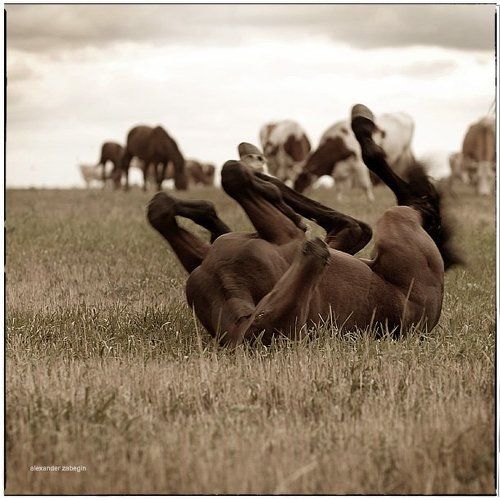 ржунимагу :))