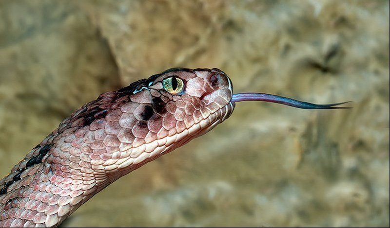 змеи, рептилии, пресмыкающиеся, цепочная, гадюка портрет гада в  профиль...photo preview