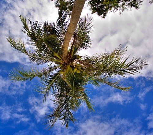 Coconat dreams