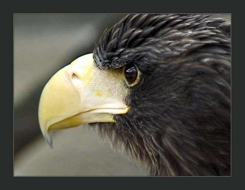 орел Aquilaphoto preview