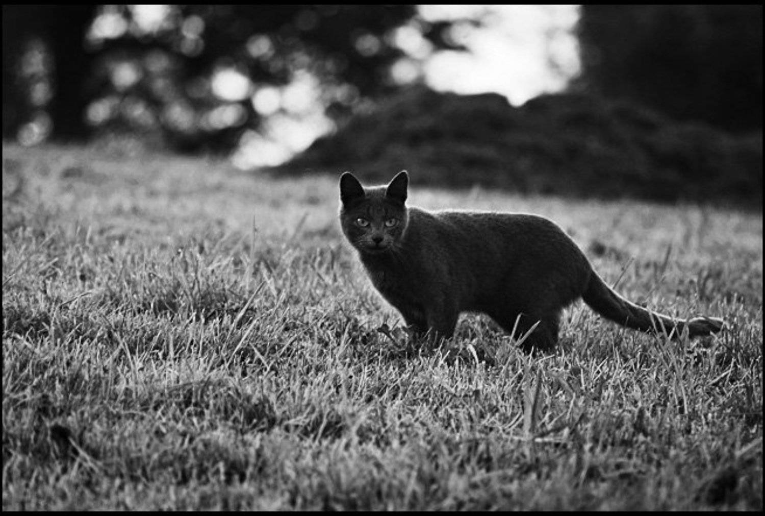 сама по себе. Автор: Lucem Lucem, кошка, трава, Lucem