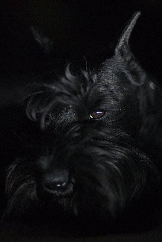 фото, животные, собака, цвергшнауцер, дарк, Денис Клюев, Денис Клюев