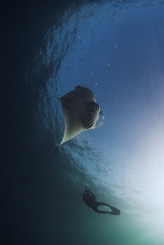 Manta's dance 2