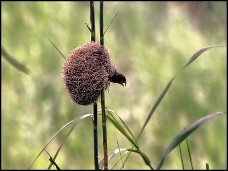 Ещё не выпал из гнезда...photo preview