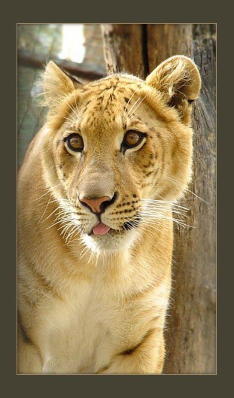 лев Юный левphoto preview