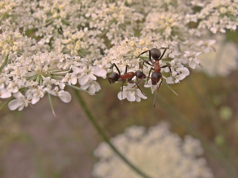 муравьи Смена караулаphoto preview