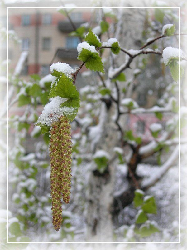 май, снег, береза майский снегphoto preview